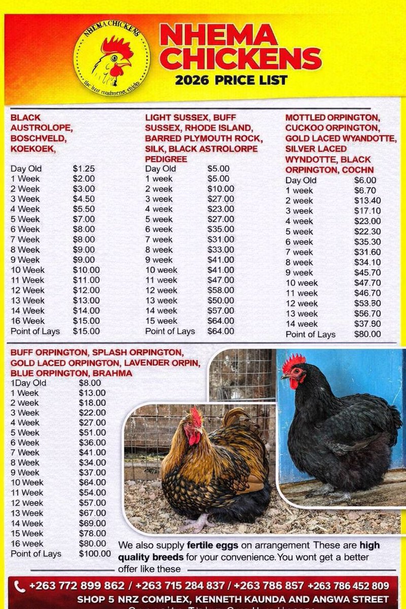 Nhemachickens tweet media