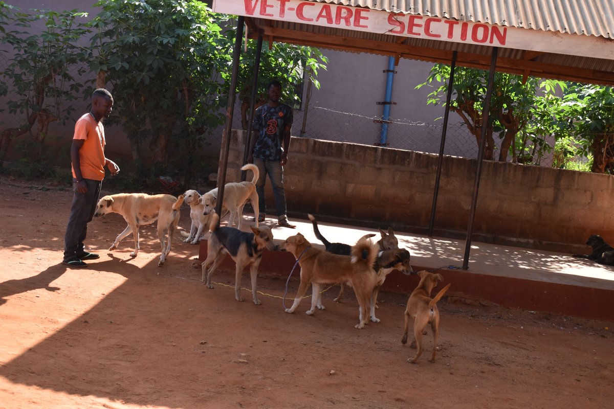 SPCA International tweet media