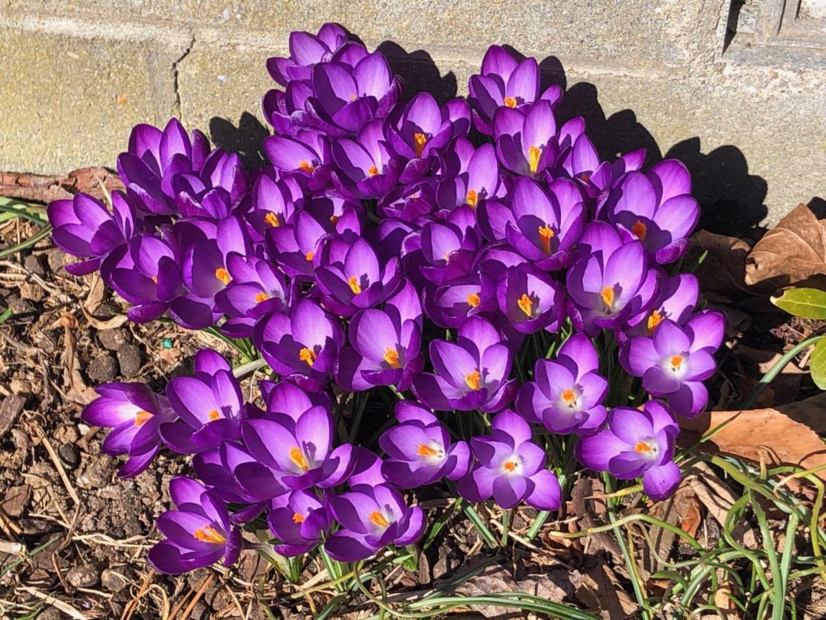 Inquirer and Mirror tweet media