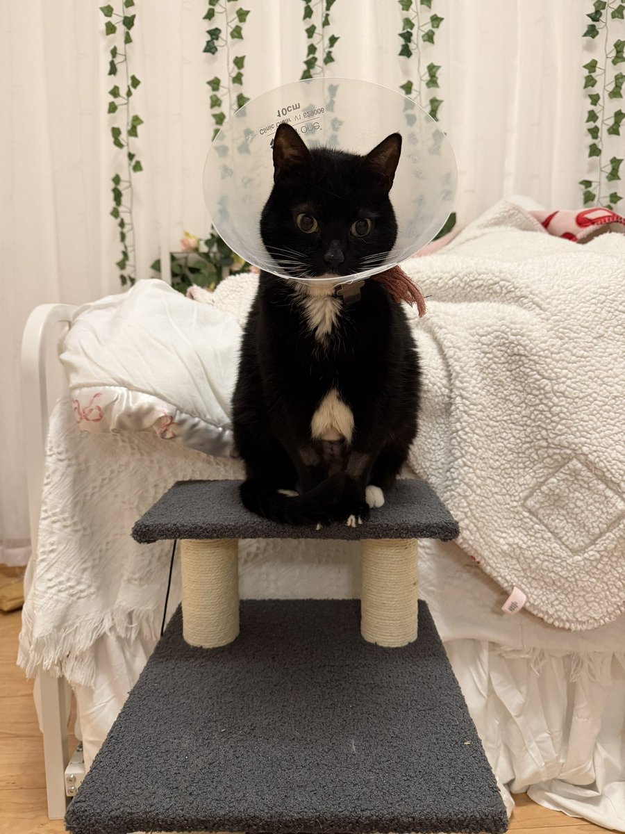 🐹OnlyHams🐹 & other pets tweet media