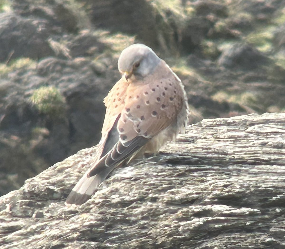 Dara Fitzpatrick tweet media