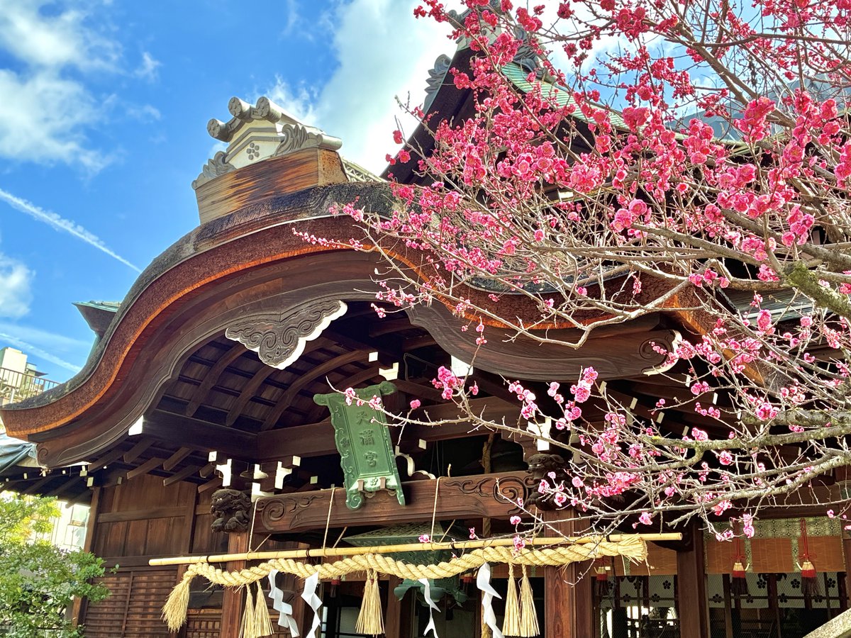 komadogsan's tweet photo. ＃菅大臣神社
(京都市下京区)

メインストリートの四条通から西洞院を下り到着🏃🏻‍♂️
菅原道真公の邸跡にあり町名にもなっている神社です⛩️
招き猫のように前足をあげた狛犬
個性的なお顔に思わず笑みがこぼれます
道真公が和歌に詠まれた飛梅も満開🌸
華やかな境内で早春の楽しいひと時を過ごしました https://t.co/cWeu0B2nNp