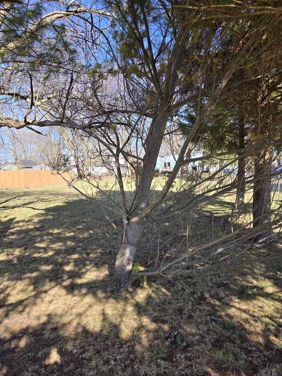 Daltonize13's tweet photo. @nilwxreports the top of our tree broke off in Paw Paw! https://t.co/5XeDcH4wlJ