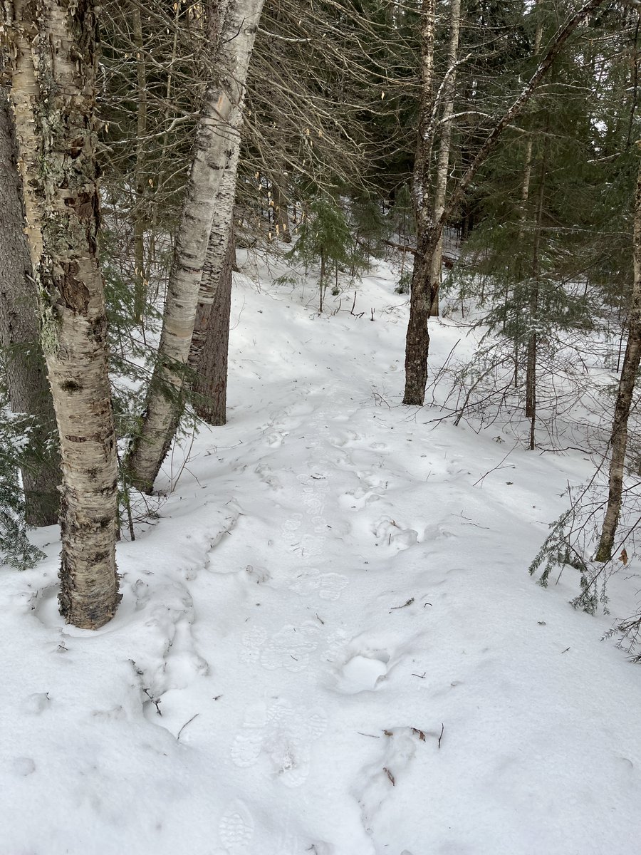 Algonquin Provincial Park tweet media