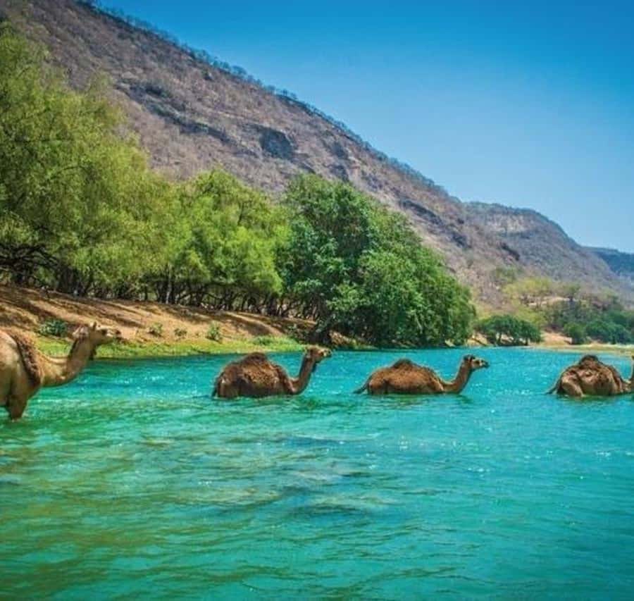 1981Descartes's tweet photo. @menavisualss Adding "Watching camels swim in Oman" to the bucket list immediately. ✅ The scale of these mountains against the water is just breathtaking. #HiddenGem #Salalah #SultanateOfOman #ExploreOman #Wildlife https://t.co/Vb5AhfOFZ6