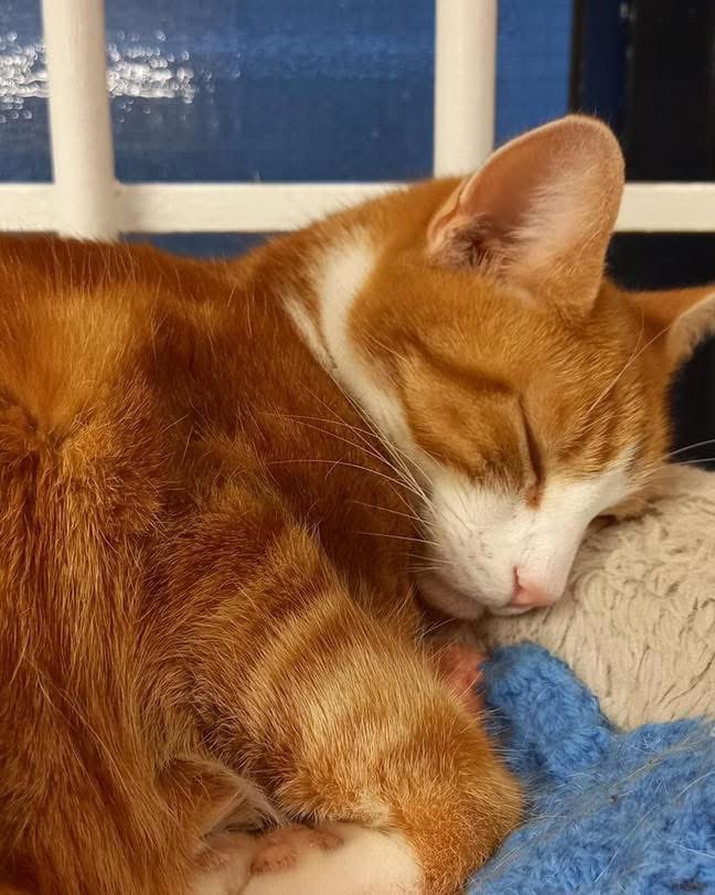 George The Stourbridge Junction Station Cat tweet media