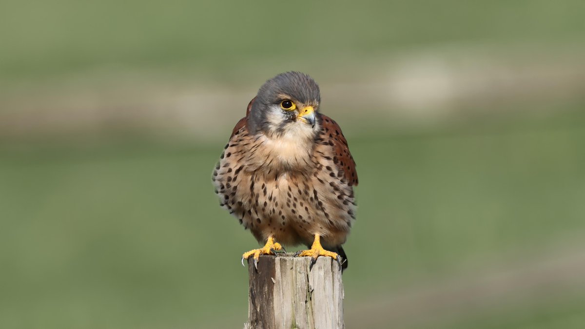 Mark fullerton tweet media