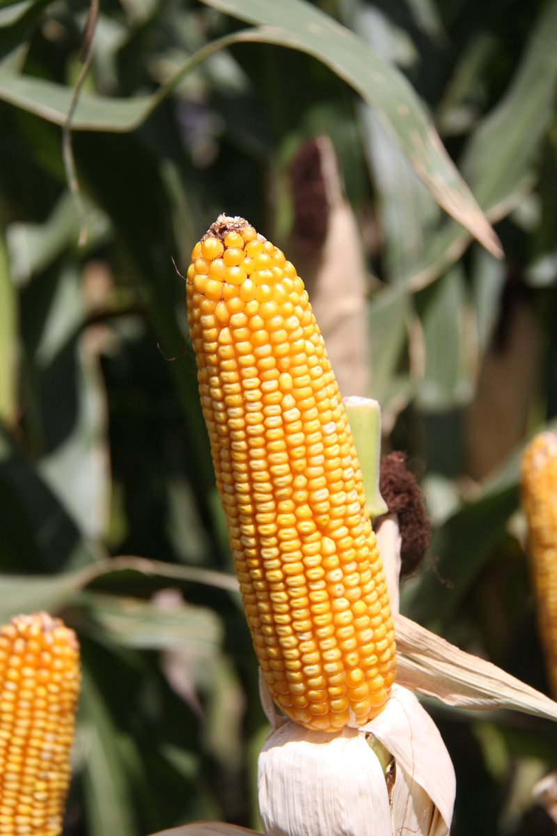 Semillas ILLINOIS tweet media