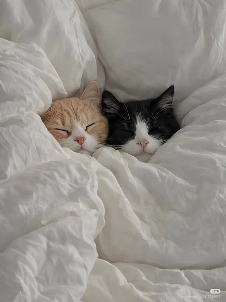 Cats all the way tweet media