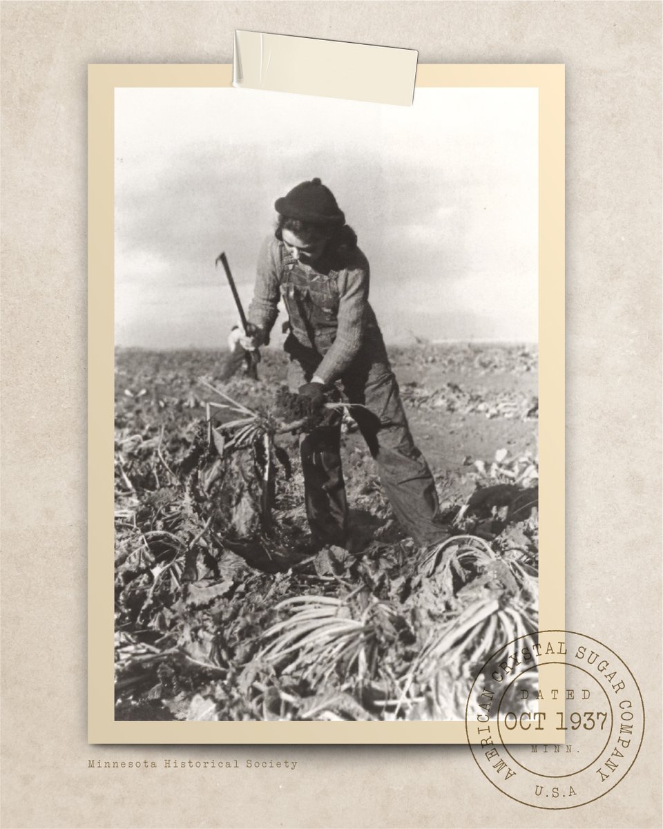 Crystal Sugar Co. tweet media