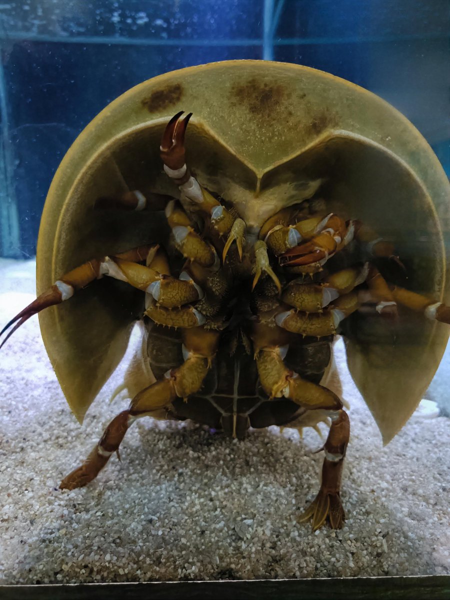 やー元気?」カブトガニ談 2026・03・11 #アメリカカブトガニ #竹島