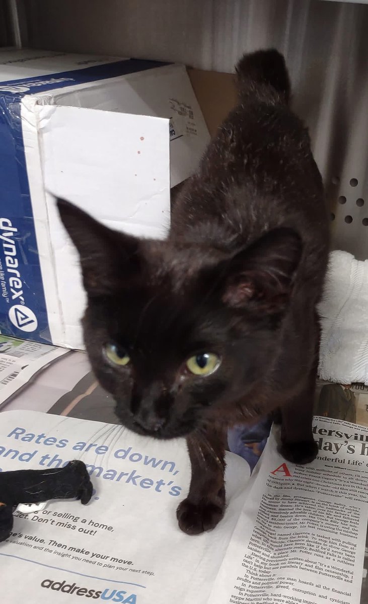 SPCA Tompkins County tweet media