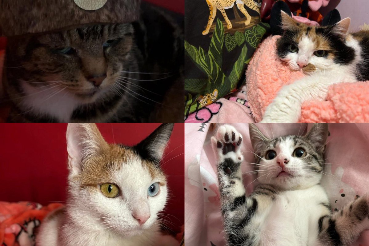 𝔩𝔞𝔲𝔯𝔢𝔫 🫀🥀 tweet media