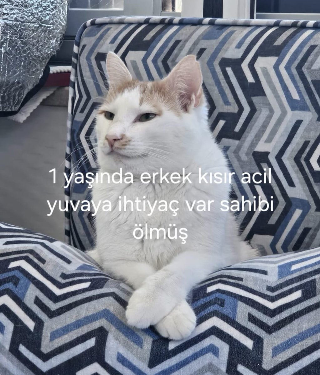 Zülal Kutluer tweet media