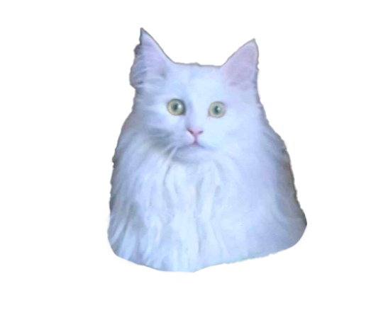 Pyke 💀 🐾 || Undead hyena || KOFI GOAL + COMMS! tweet media