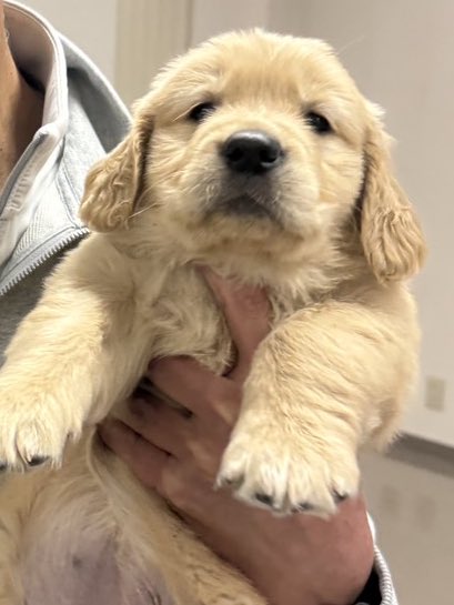 この犬が実家に来るそうで、Aesopのペット用シャンプーをあげた。
私は社販で買った500円のシャンプーを使っているというのに……