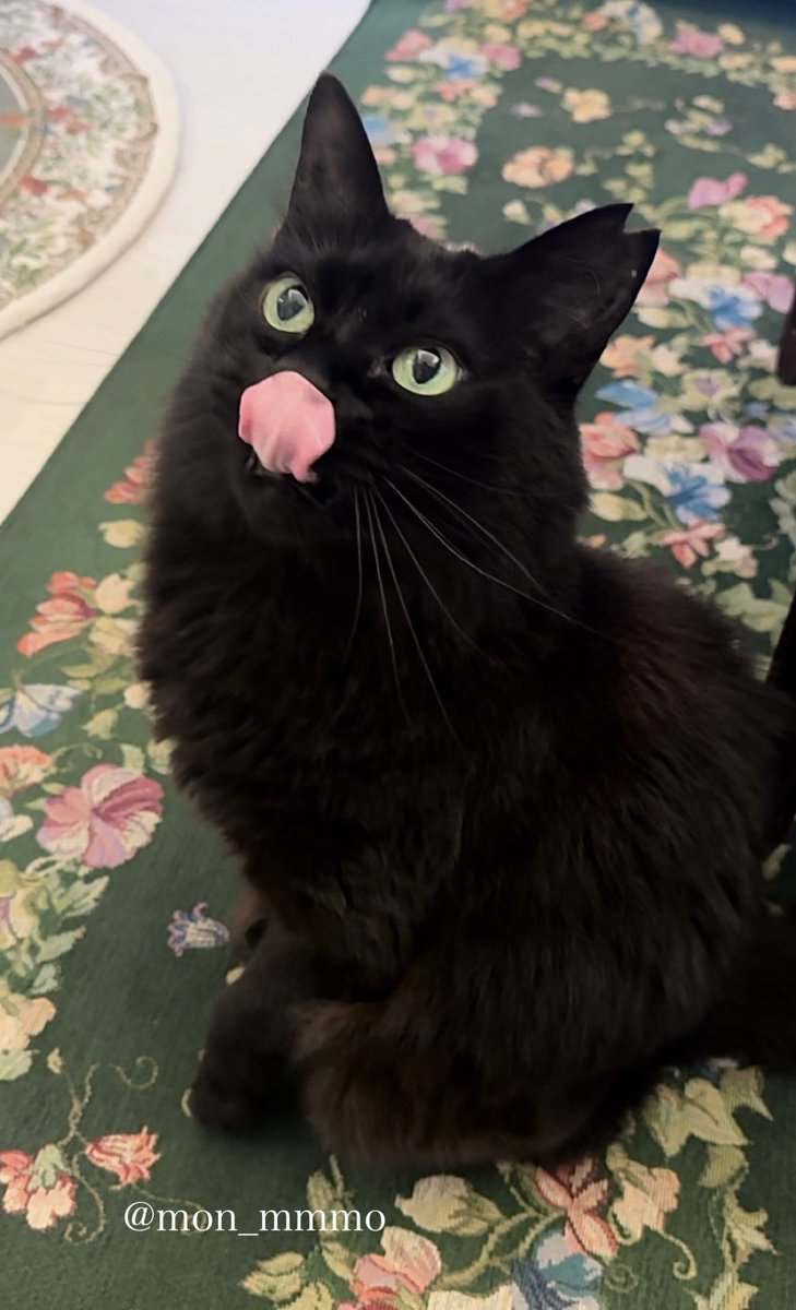 ねこナビ tweet media