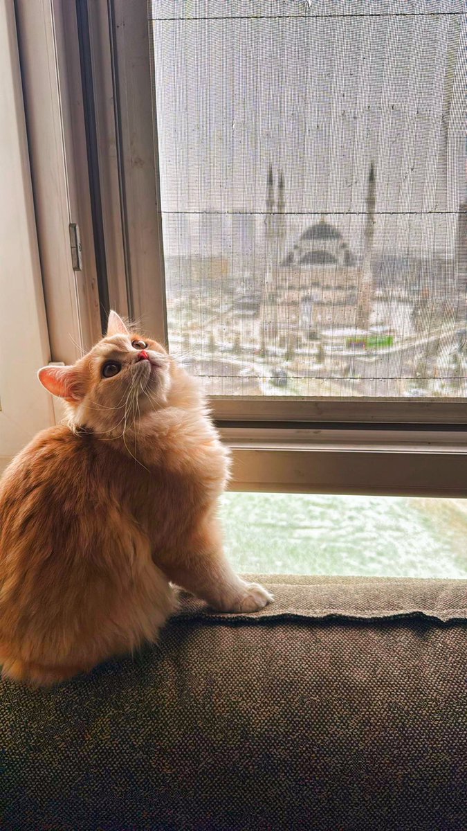 رفيقي في الغربة .. بحبه ابن الجزمة 🥰