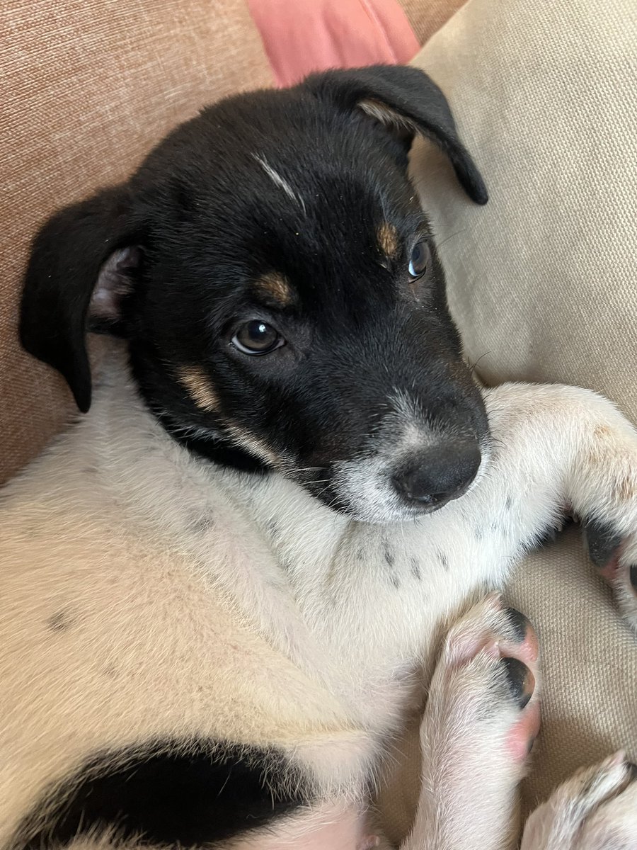 Lola sigue buscando un hogar bonito en la Cdmx 🥹