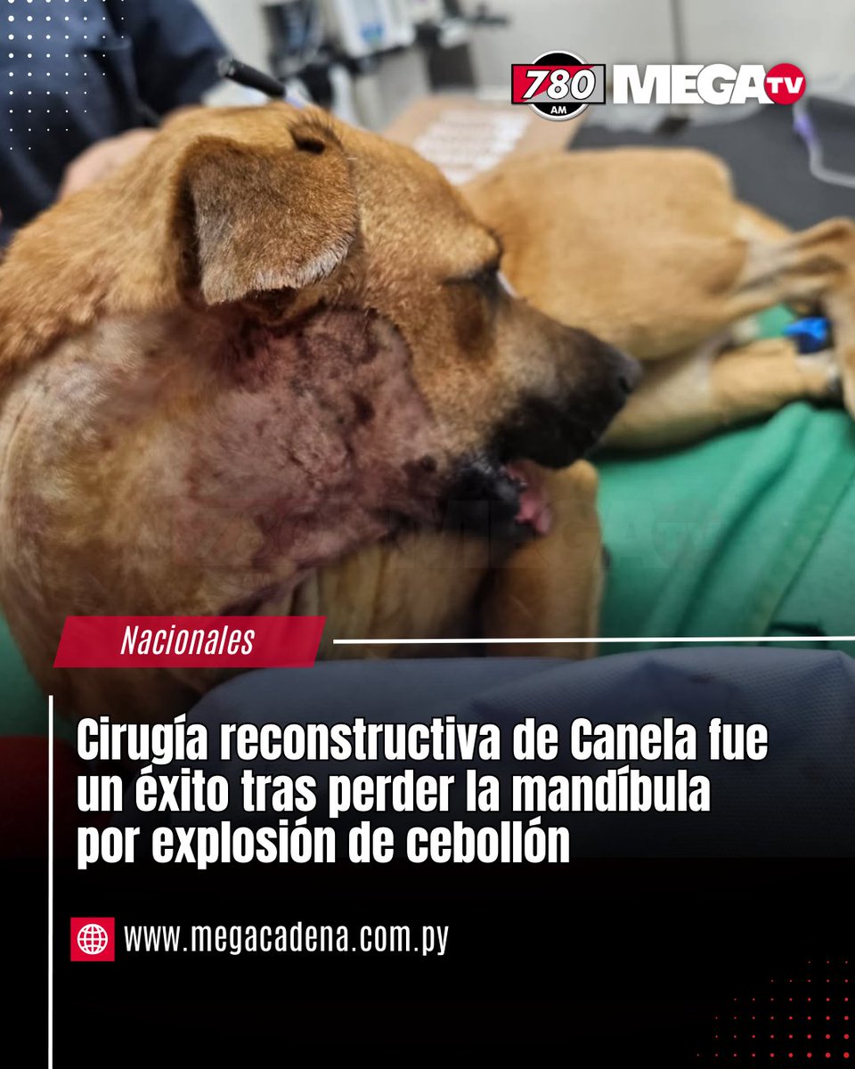 780AM's tweet photo. 🤩Cirugía reconstructiva de Canela fue un éxito tras perder la mandíbula por explosión de cebollón

✅Desde la organización Olfateando Huellas informaron que fue un éxito la cirugía reconstructiva realizada a Canela, la perrita que había perdido la mandíbula a causa de la explosión de un cebollón.

✅A través de sus redes, la organización celebró el resultado del procedimiento y destacó el trabajo del equipo veterinario que participó de la intervención.

✅“Logramos devolverle a Canela su mandíbula. Hoy nace una nueva oportunidad para todos los animales del Paraguay”, señalaron desde la organización.

✅El caso de Canela generó una gran movilización y solidaridad entre ciudadanos y organizaciones animalistas, que siguieron de cerca su recuperación y apoyaron las gestiones para que pudiera acceder a la compleja cirugía.

#780AM