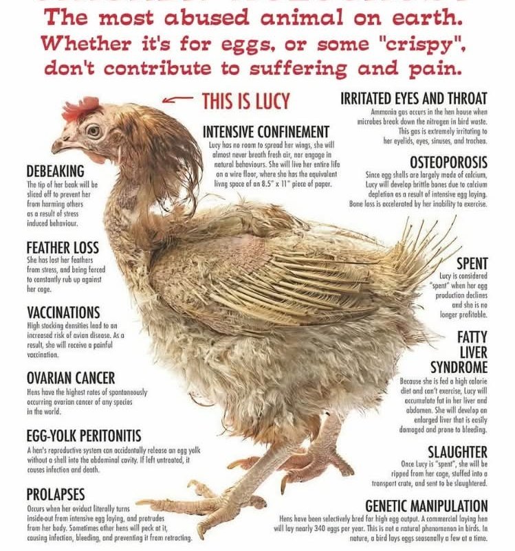 Krasnov Ⓥ tweet media