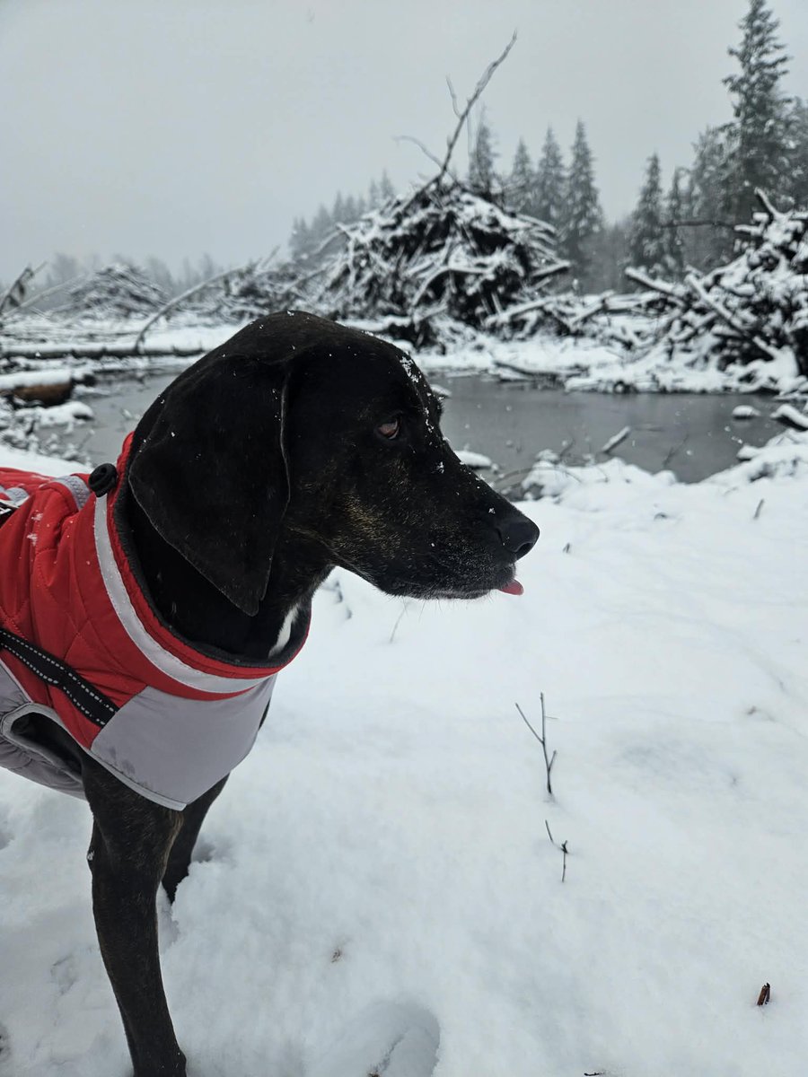 Justinpnn65's tweet photo. Someone was very excited for the snow today!! 

#dogs #rescuedogs #AdoptDontShop #rescue #rescuedog #plotthound #treeingwalkercoonhound #coonhound #doggydaycare https://t.co/HFsHzUjMZr