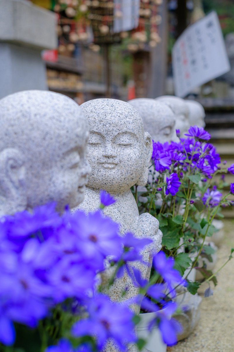 西国第七番 岡寺 tweet media