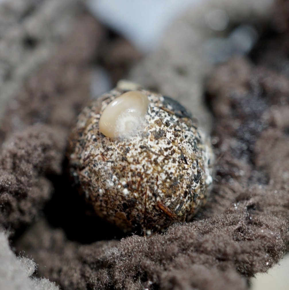 ブルーゲッコーラボ tweet media