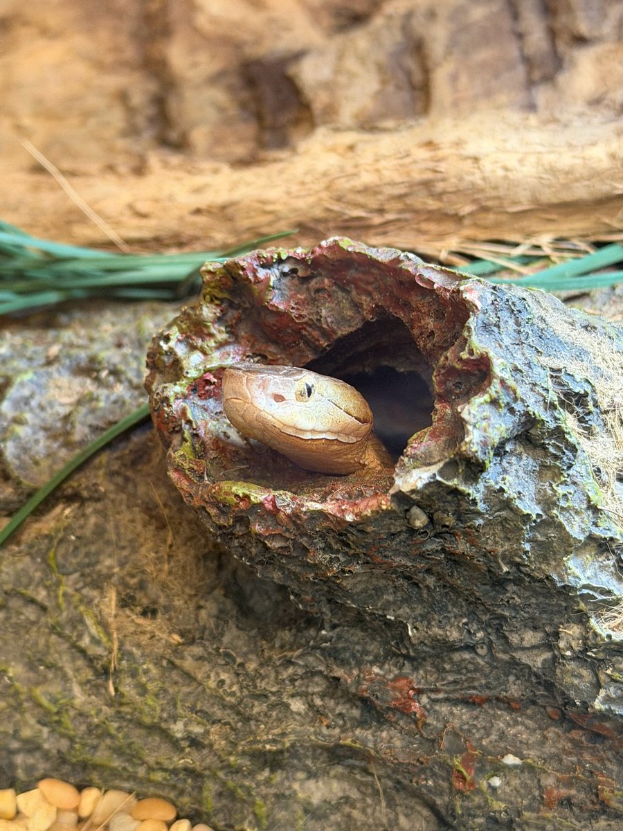 StAugAlligatorFarm tweet media