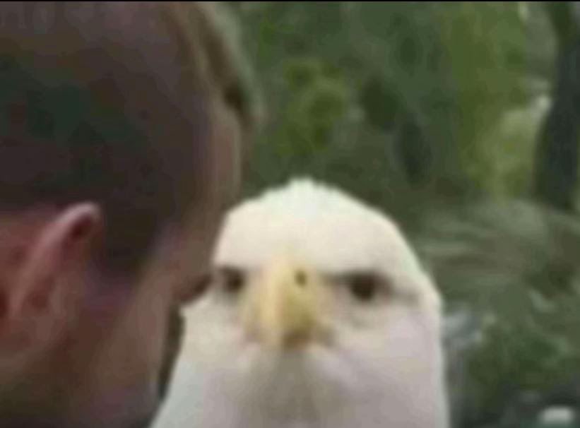 cuicweet tweet media