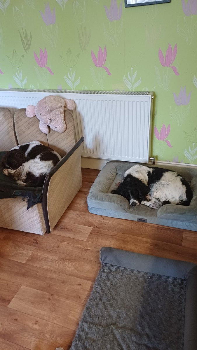 Bestestgundog's tweet photo. Nite nite everypawdy😴we has been havin soooo much wind all day that it been hard work doin anyfing n DaddyJ spent most of the day in bed😆😊 then we had hoooge heavy rain wot killed the wind n now both have gone n it v kold n starry #crazyWeather Hope all the pals sleep tite😘💤 https://t.co/qf1qH8wmTz