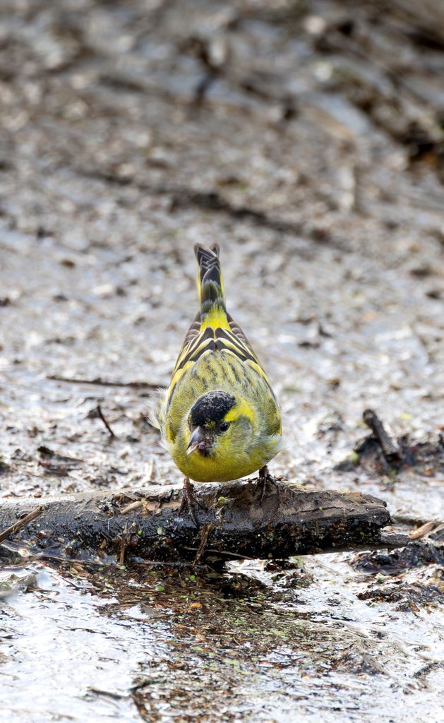 Unbelievable luck today 😇
Found a gorgeous Siskin. They'll be leaving our island to go home soon 🏡
A wonderful dream 💛🖤🩶🤍