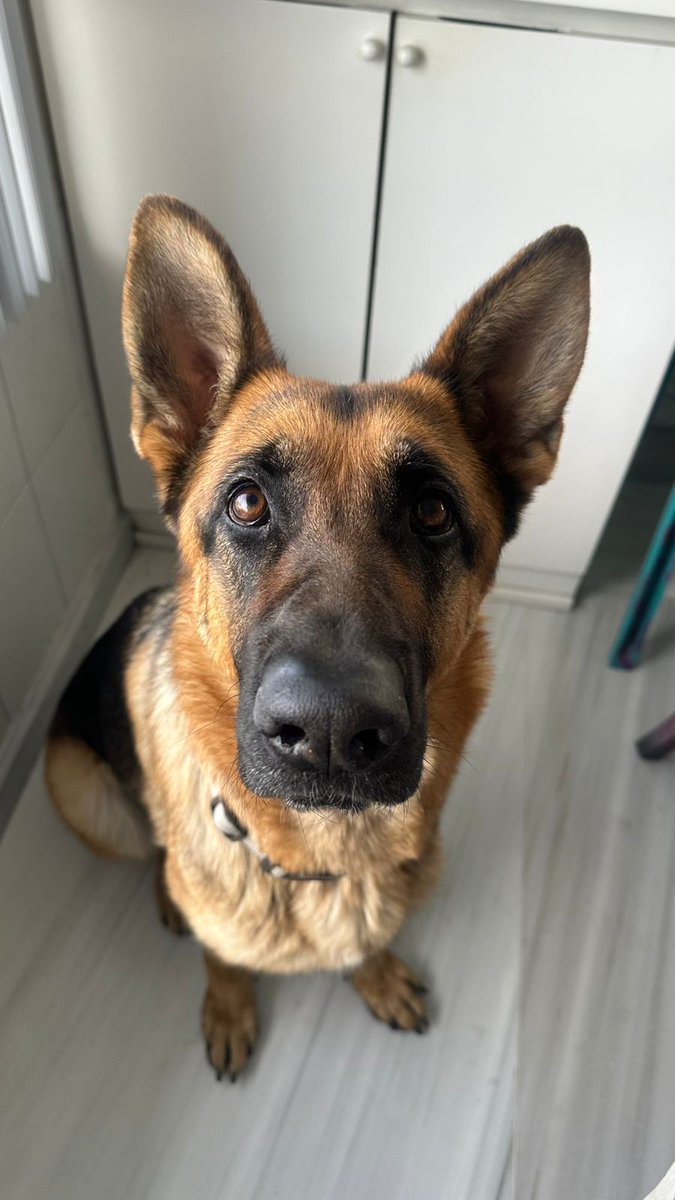 AlertaMePerdi's tweet photo. #PERDIDA #QUITO
Nombre: #NALAH
Fecha: 11/03/26
Sector: Norte, Urb. El Condado
Sexo: Hembra
Raza: Pastor Alemán
Obsv.: Tiene una cicatriz en su abdomen de una laparotomía previa, collar sin placa
Contacto: 0979032832
¡Ayúdala a volver con su familia!
#AlertaMePerdí https://t.co/YQ8vmFlQEW
