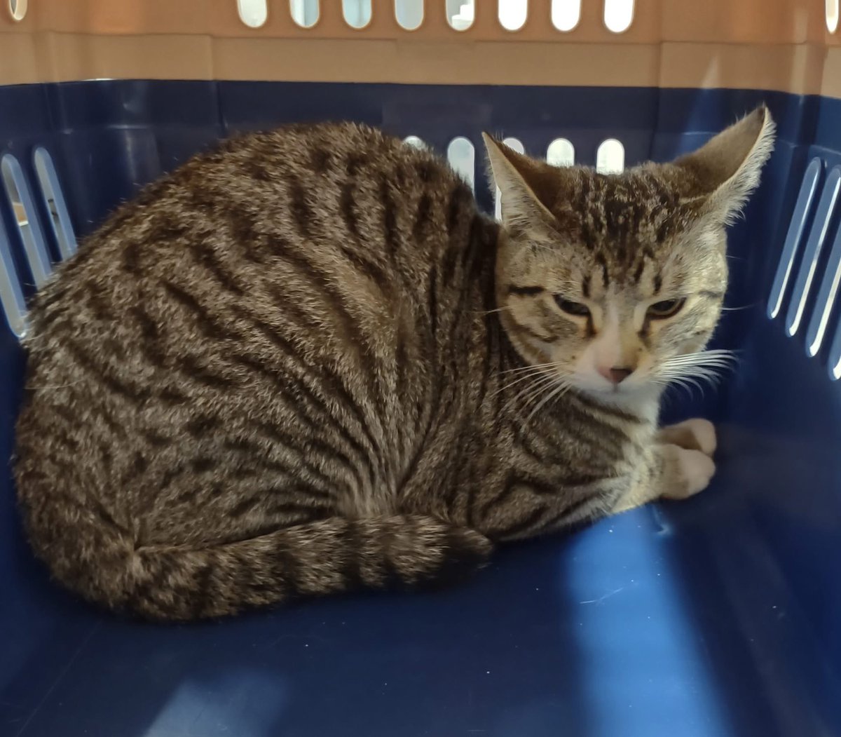 SPCA Tompkins County tweet media