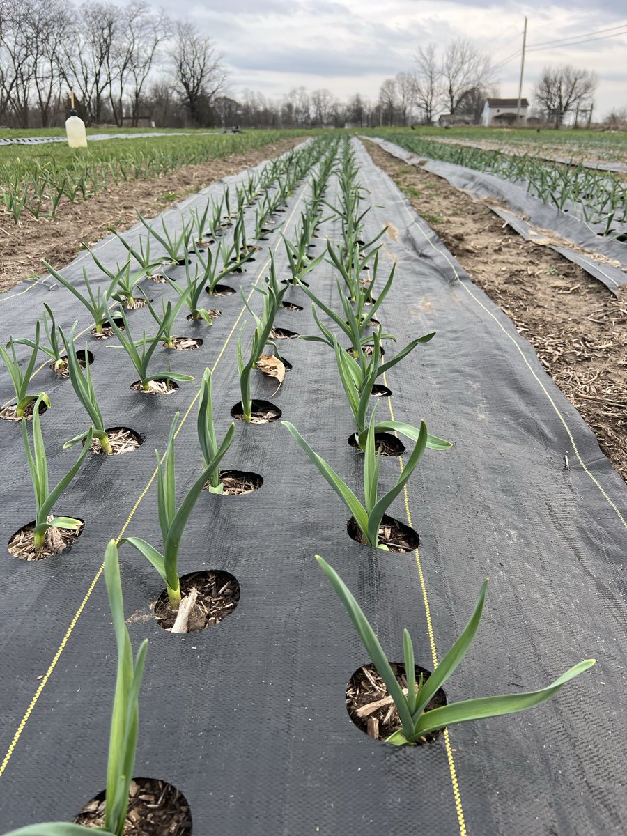 Mathew with Cottage Pastures tweet media