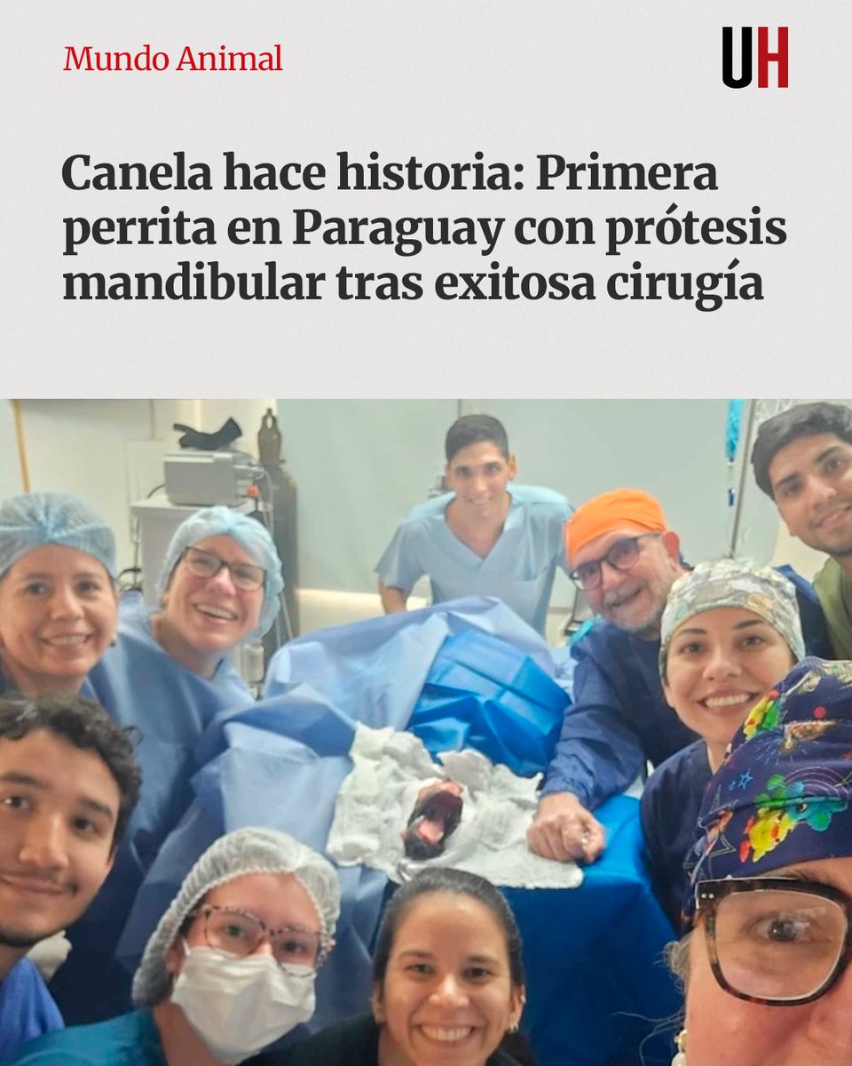UltimaHoracom's tweet photo. Olfateando Huellas informó que la cirugía de la perrita Canela fue un “éxito total” y que ya tiene colocada su nueva mandíbula, que la perdió a causa de la explosión de un cebollón, en Areguá.

Es el primer can en Paraguay en tener una prótesis mandibular, marcando así un hecho histórico en la medicina veterinaria del país.

https://t.co/LhGraVCdbO
