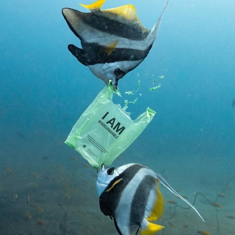 Un biólogo ha desarrollado una bolsa hecha de yuca que se descompone en el agua y sirve de alimento para los peces.