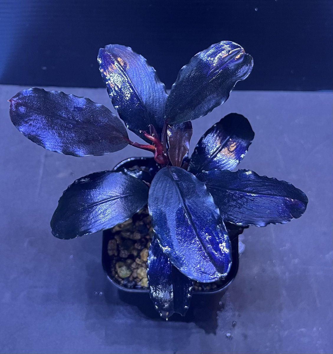 専用Bucephalandra sp.”Theia blue” 2019/01 【公式通販】