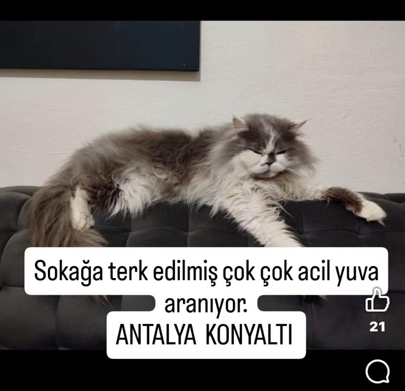 Zülal Kutluer tweet media