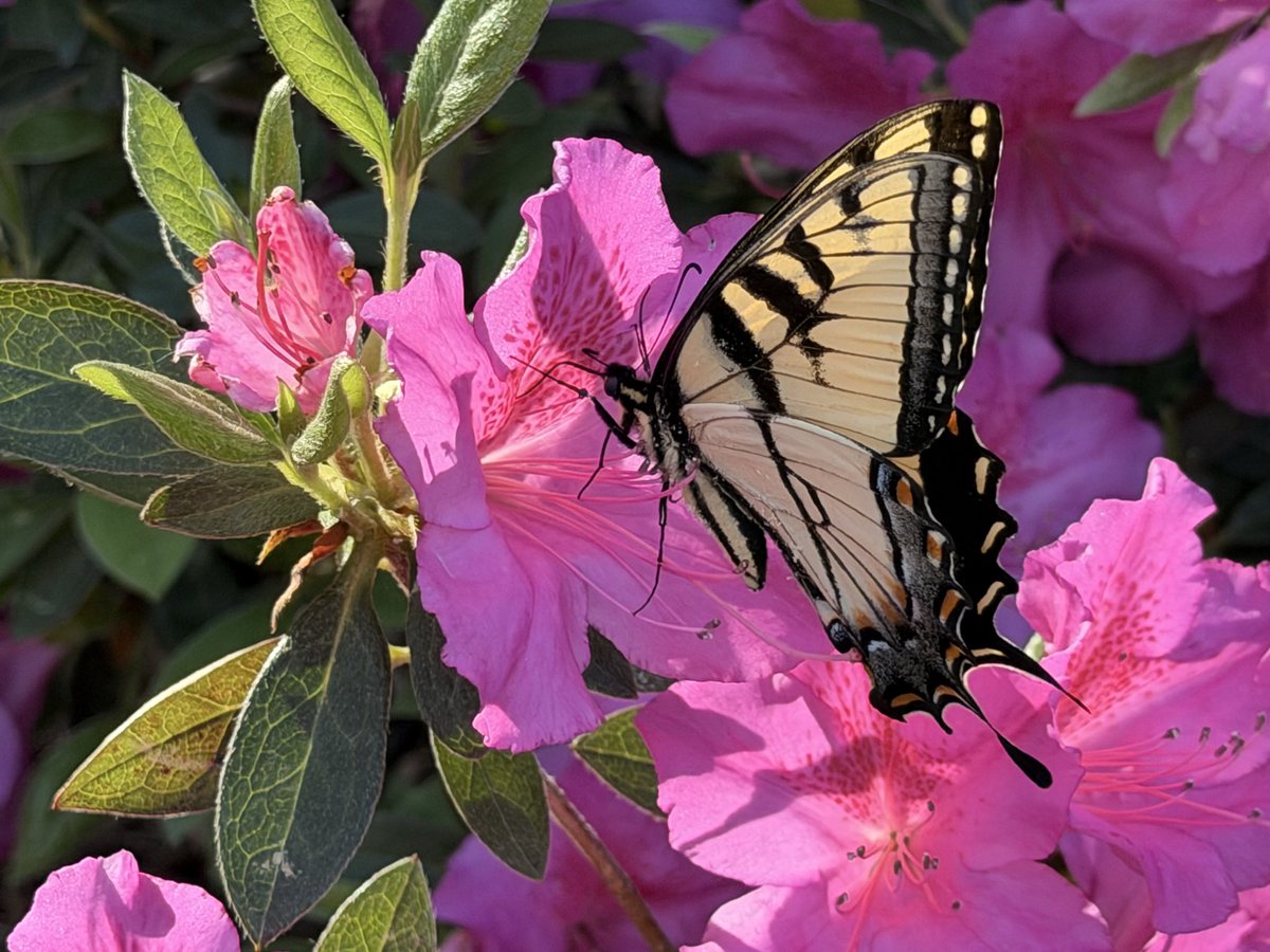 Melanie Dulaney tweet media