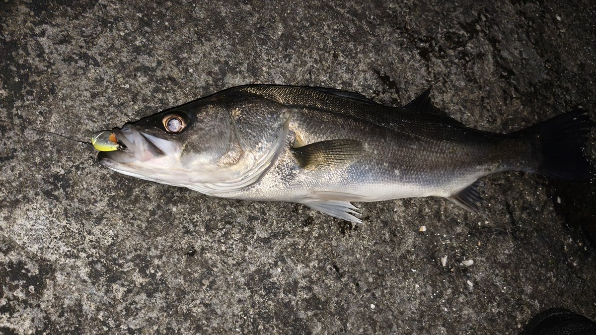 橘井茜@釣りする人 tweet media