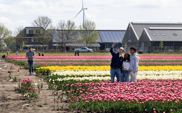 Tulpenroute Flevoland 🌷 tweet media