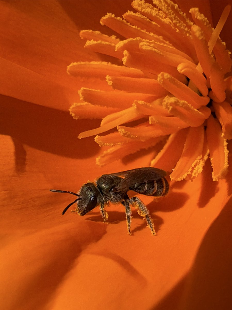 Hella Bee Nerd tweet media