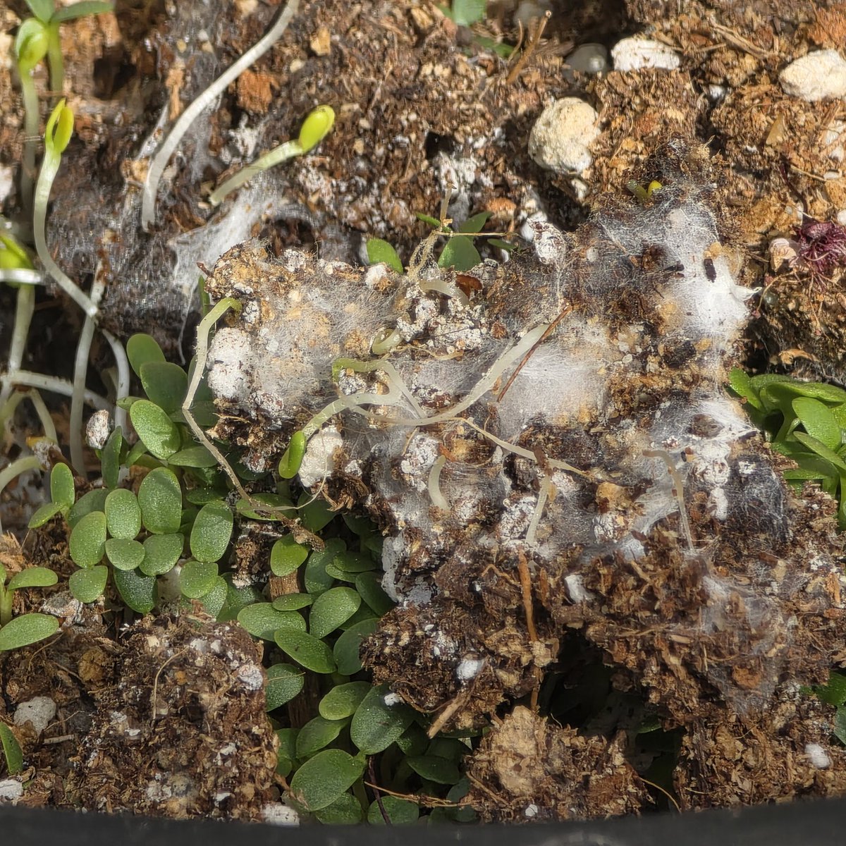 Streptomyces
These bacteria are ubiquitous in soil and decaying vegetation, where they play a key role in decomposing organic matter and contributing to the characteristic "earthy" smell of soil (due to compounds like geosmin). They superficially resemble fungi because of their