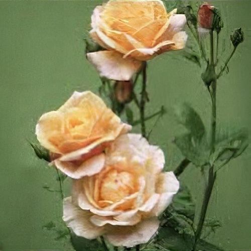 Shambo of Luxembourg tweet media