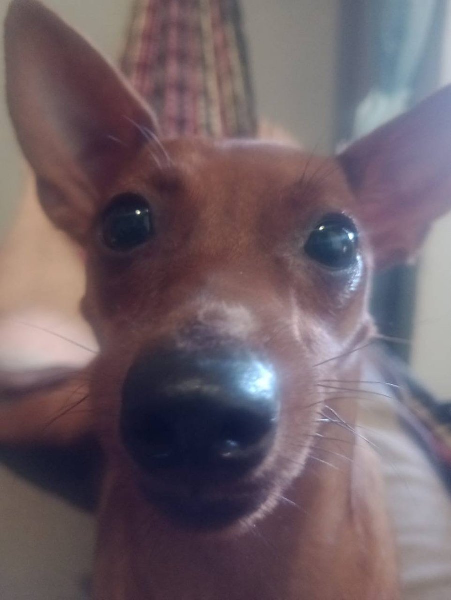 metal gear 3 tweet media