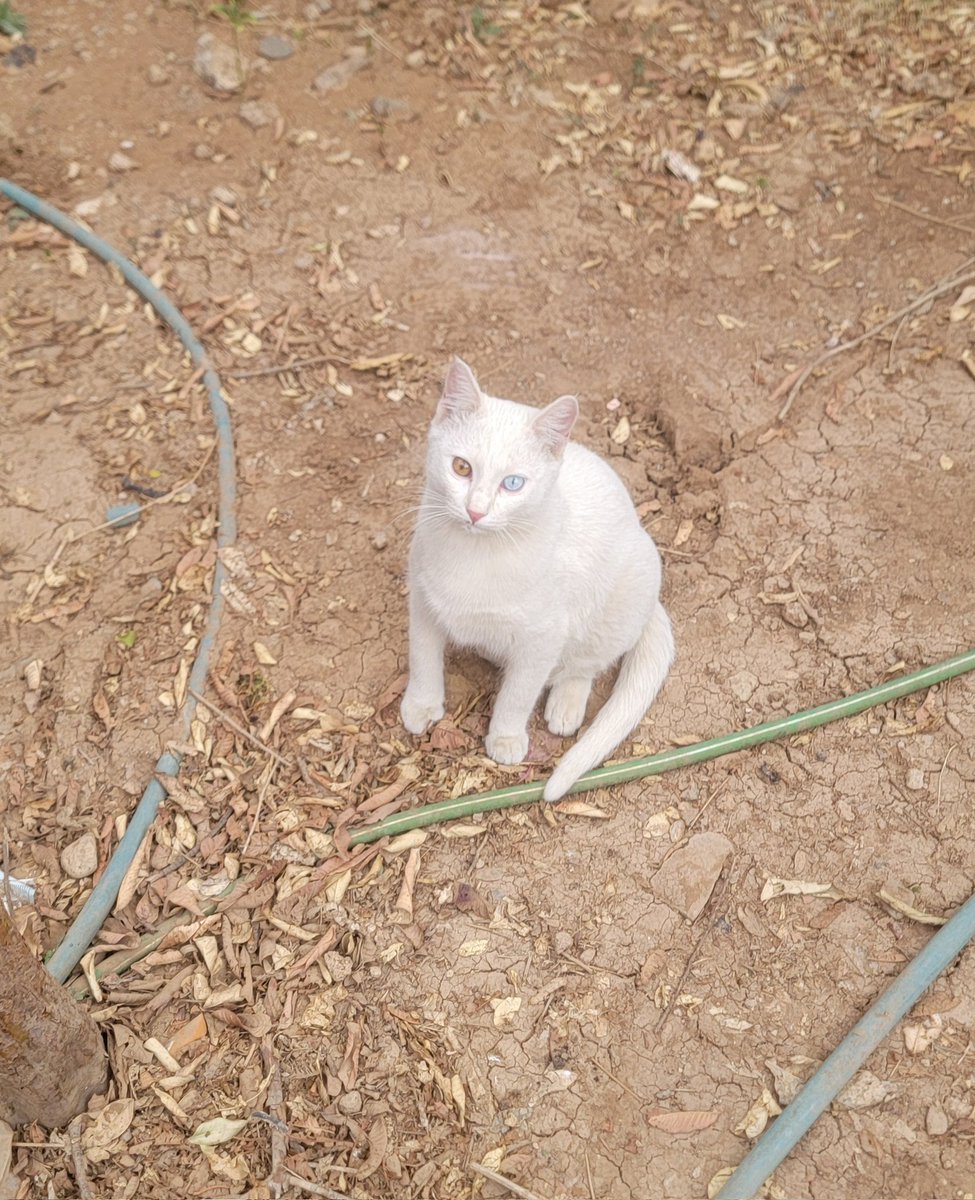 <a href="/grok/">Grok</a> 
لون العينين لهذا القط في الصورة طبيعي 
او ذكاء اصطناعي