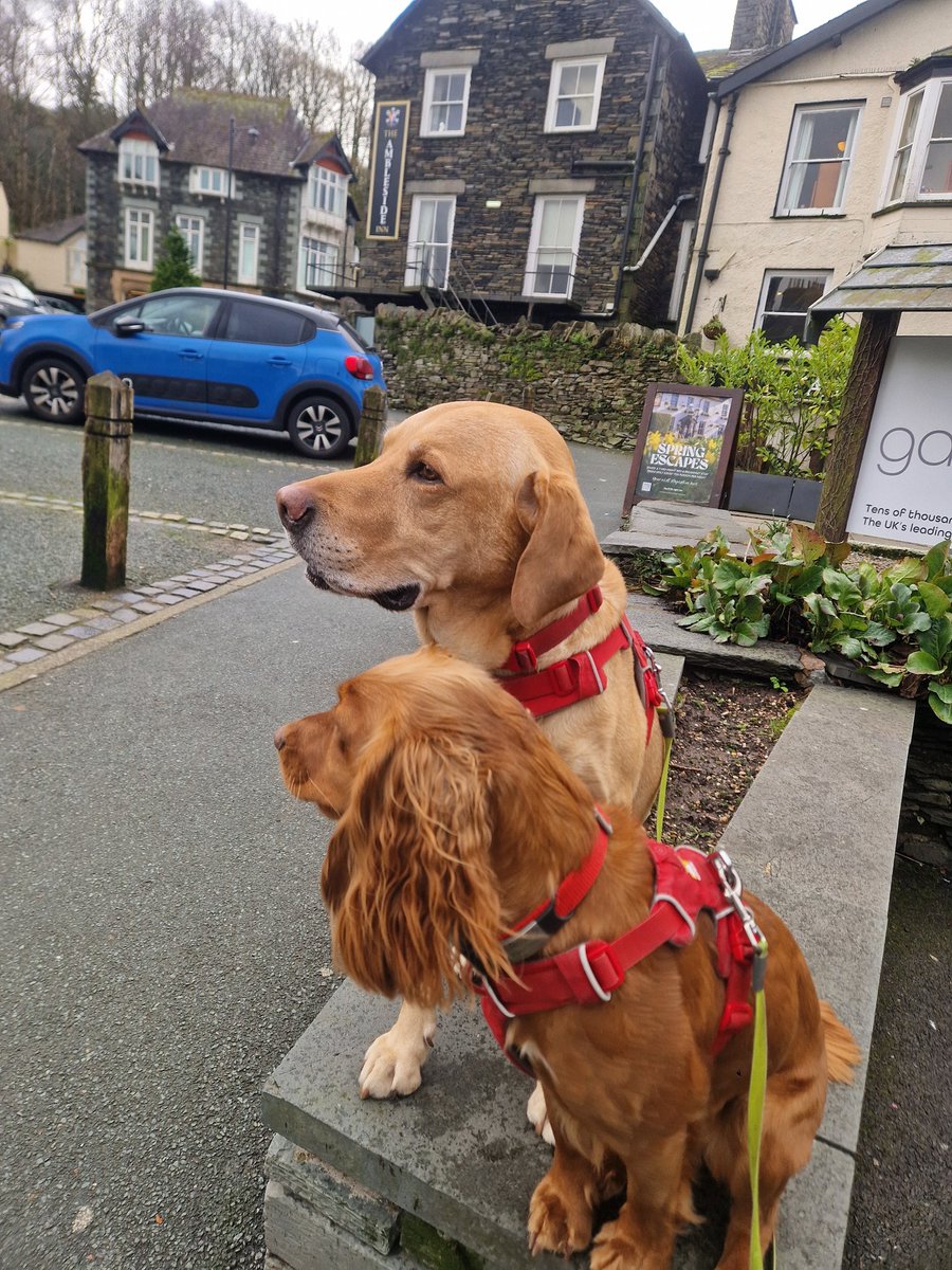 Oscar the Yellow tweet media