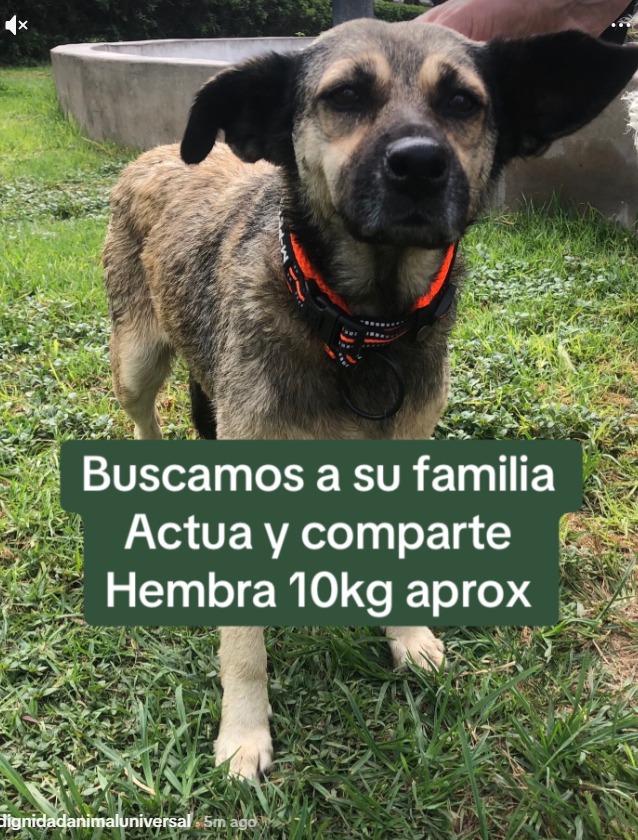 Tengo 3 perros adoptados. Me encantaría quedarme con ella, vivo en un depa y no puedo con un 🐶❤️ más. Espero aparezca el dueñ@.
Gracias por compartir ❤️