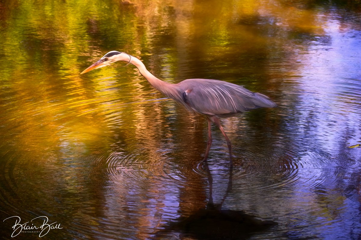 Blue Heron in the Florida everglades. #blueheron #floridaeverglades #florida #floridabirds #birdsofinstagram #birdphotography